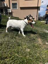 SPIKEY, Hund, Mischlingshund in Belgien - Bild 7