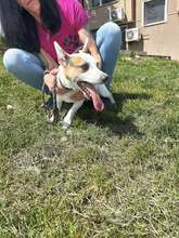 SPIKEY, Hund, Mischlingshund in Belgien - Bild 8