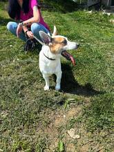 SPIKEY, Hund, Mischlingshund in Belgien - Bild 9