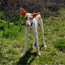 HIEDRA, Hund, Podenco in Spanien - Bild 10