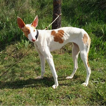 HIEDRA, Hund, Podenco in Spanien - Bild 2