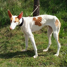 HIEDRA, Hund, Podenco in Spanien - Bild 3