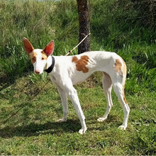 HIEDRA, Hund, Podenco in Spanien - Bild 4