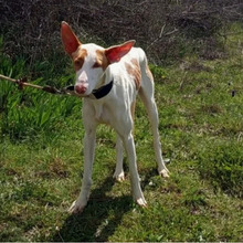 HIEDRA, Hund, Podenco in Spanien - Bild 8