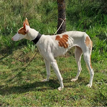 HIEDRA, Hund, Podenco in Spanien - Bild 9