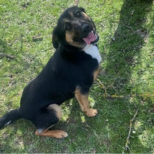 VIOLETA, Hund, Deutscher Schäferhund-Mix in Spanien