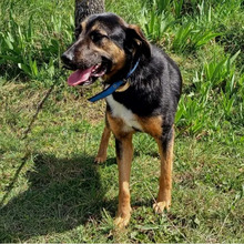 VIOLETA, Hund, Deutscher Schäferhund-Mix in Spanien - Bild 3