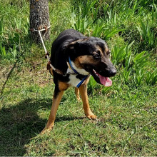 VIOLETA, Hund, Deutscher Schäferhund-Mix in Spanien - Bild 4