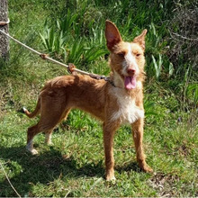 DALIA, Hund, Podenco-Mix in Spanien