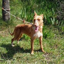 DALIA, Hund, Podenco-Mix in Spanien - Bild 2