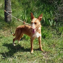 DALIA, Hund, Podenco-Mix in Spanien - Bild 3