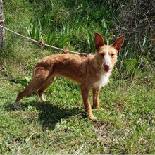 DALIA, Hund, Podenco-Mix in Spanien - Bild 4