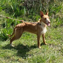 DALIA, Hund, Podenco-Mix in Spanien - Bild 5