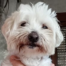 COPITO, Hund, Malteser-Mix in Spanien - Bild 1