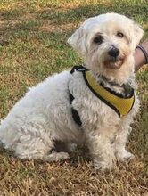 COPITO, Hund, Malteser-Mix in Spanien - Bild 2