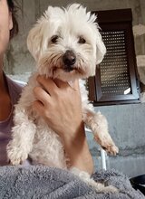 COPITO, Hund, Malteser-Mix in Spanien - Bild 3