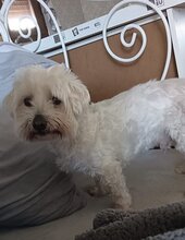 COPITO, Hund, Malteser-Mix in Spanien - Bild 4