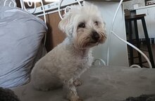 COPITO, Hund, Malteser-Mix in Spanien - Bild 6