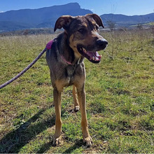 BOJ, Hund, Deutscher Schäferhund-Mix in Spanien