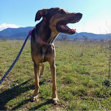 BOJ, Hund, Deutscher Schäferhund-Mix in Spanien - Bild 2