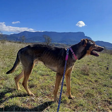 BOJ, Hund, Deutscher Schäferhund-Mix in Spanien - Bild 3