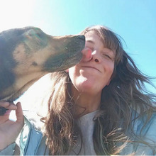 BOJ, Hund, Deutscher Schäferhund-Mix in Spanien - Bild 4