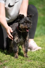 SOLENE, Hund, Mischlingshund in Ungarn - Bild 1