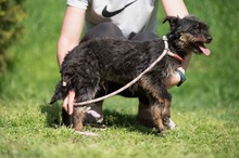 SOLENE, Hund, Mischlingshund in Ungarn - Bild 10