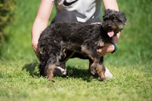 SOLENE, Hund, Mischlingshund in Ungarn - Bild 11