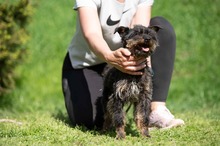 SOLENE, Hund, Mischlingshund in Ungarn - Bild 12