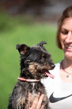 SOLENE, Hund, Mischlingshund in Ungarn - Bild 13