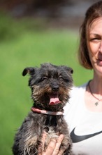SOLENE, Hund, Mischlingshund in Ungarn - Bild 14