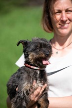 SOLENE, Hund, Mischlingshund in Ungarn - Bild 15