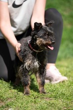 SOLENE, Hund, Mischlingshund in Ungarn - Bild 16