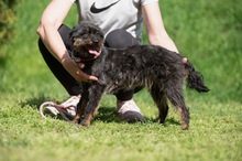 SOLENE, Hund, Mischlingshund in Ungarn - Bild 2