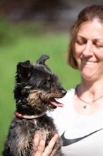 SOLENE, Hund, Mischlingshund in Ungarn - Bild 3