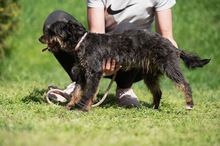 SOLENE, Hund, Mischlingshund in Ungarn - Bild 4