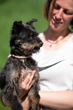 SOLENE, Hund, Mischlingshund in Ungarn - Bild 5
