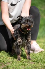 SOLENE, Hund, Mischlingshund in Ungarn - Bild 6