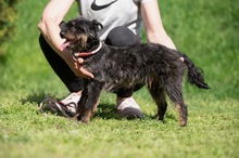 SOLENE, Hund, Mischlingshund in Ungarn - Bild 7