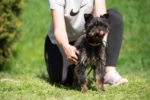SOLENE, Hund, Mischlingshund in Ungarn - Bild 8