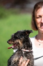 SOLENE, Hund, Mischlingshund in Ungarn - Bild 9