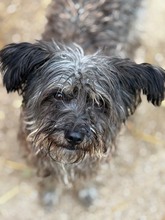 SOLENE, Hund, Mischlingshund in Melsungen