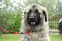 AURINKO, Hund, Mischlingshund in Hagen - Bild 1
