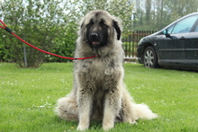 AURINKO, Hund, Mischlingshund in Hagen - Bild 2
