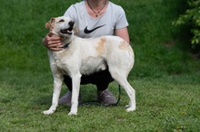 HARRY, Hund, Mischlingshund in Ungarn - Bild 1