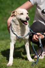 HARRY, Hund, Mischlingshund in Ungarn - Bild 10