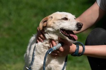 HARRY, Hund, Mischlingshund in Ungarn - Bild 11
