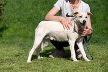 HARRY, Hund, Mischlingshund in Ungarn - Bild 12