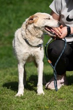 HARRY, Hund, Mischlingshund in Ungarn - Bild 13